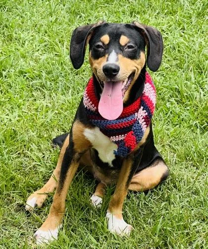 A young small-sized female Chihuahua dog named Bestie $ for adoption in Seneca, SC