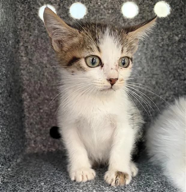 A baby medium-sized female Domestic Short Hair cat named Sugar for adoption in Dallas, TX