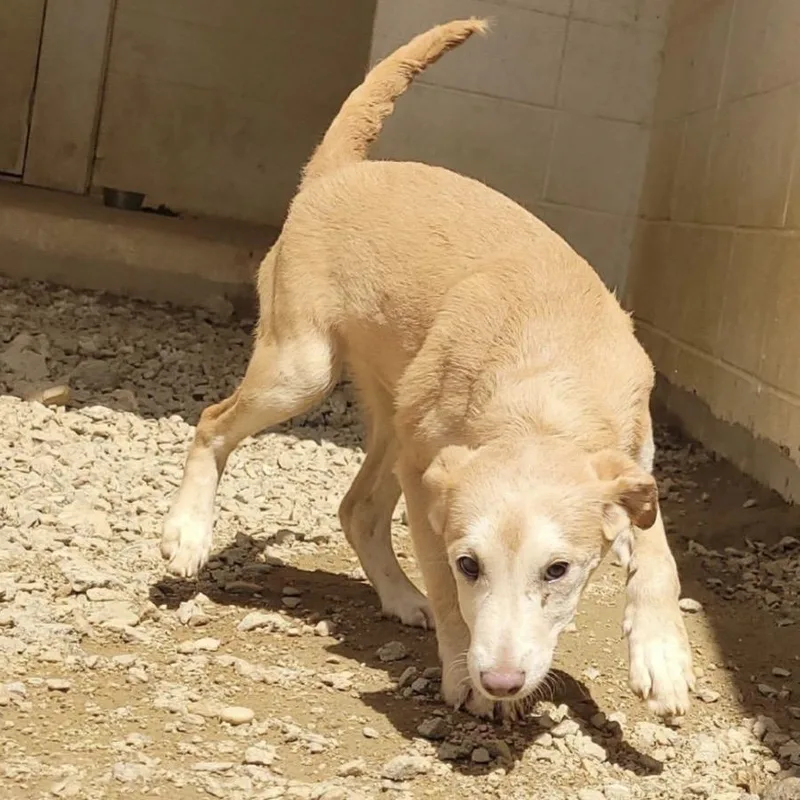 A baby medium-sized female White / Cream Shepherd dog named Carolyn for adoption in Cumberland, RI