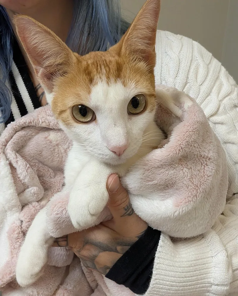 A young medium-sized male White Domestic Short Hair cat named Francisco  Best Cat for adoption in New York, NY