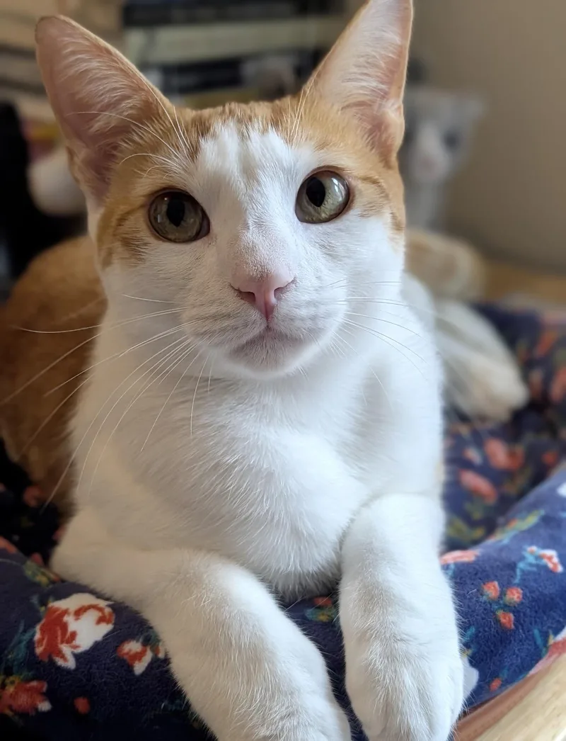 Francisco  Best Cat thumbnail 2