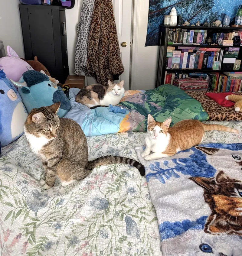 Francisco  Best Cat thumbnail 3