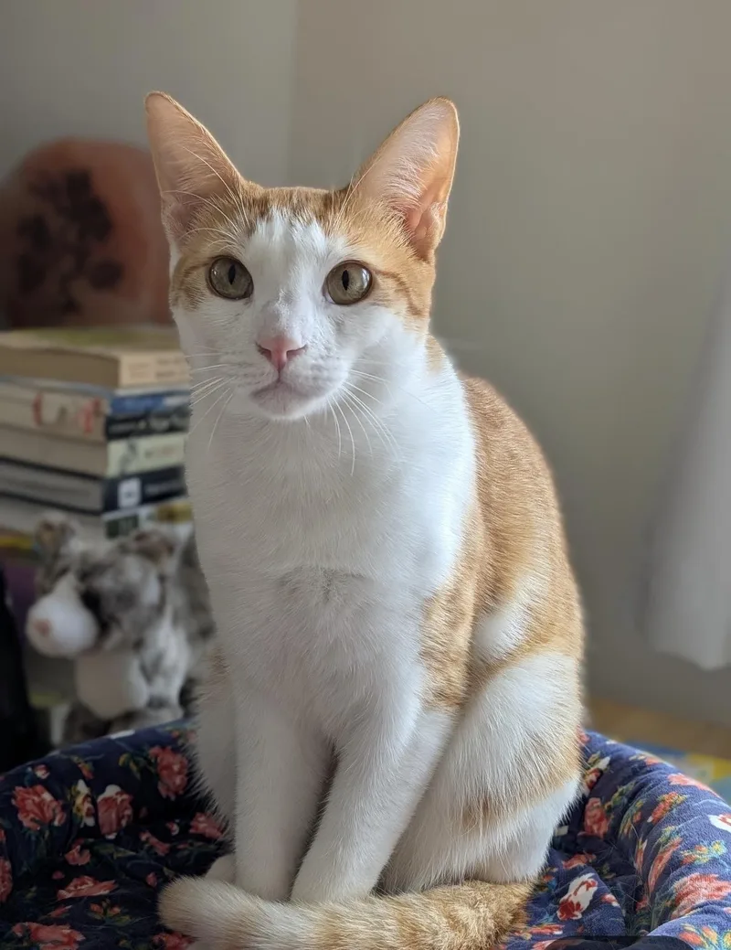 Francisco  Best Cat thumbnail 4