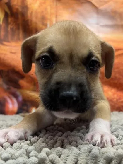 A baby small-sized female Shepherd dog named Chansey for adoption in San Antonio, TX