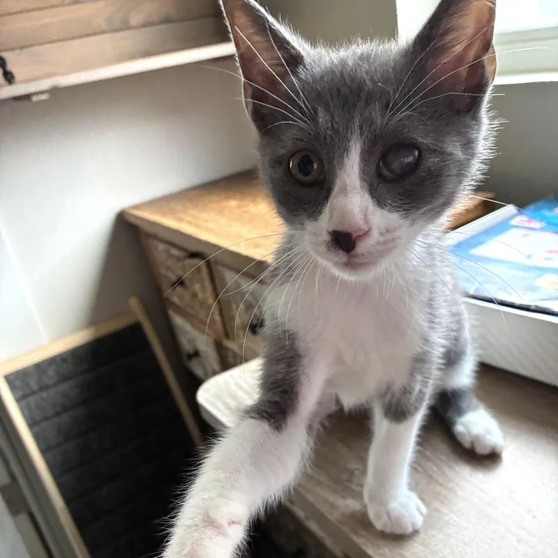 A baby small-sized male Gray / Blue / Silver Domestic Short Hair cat named Cabbage for adoption in Bulverde, TX