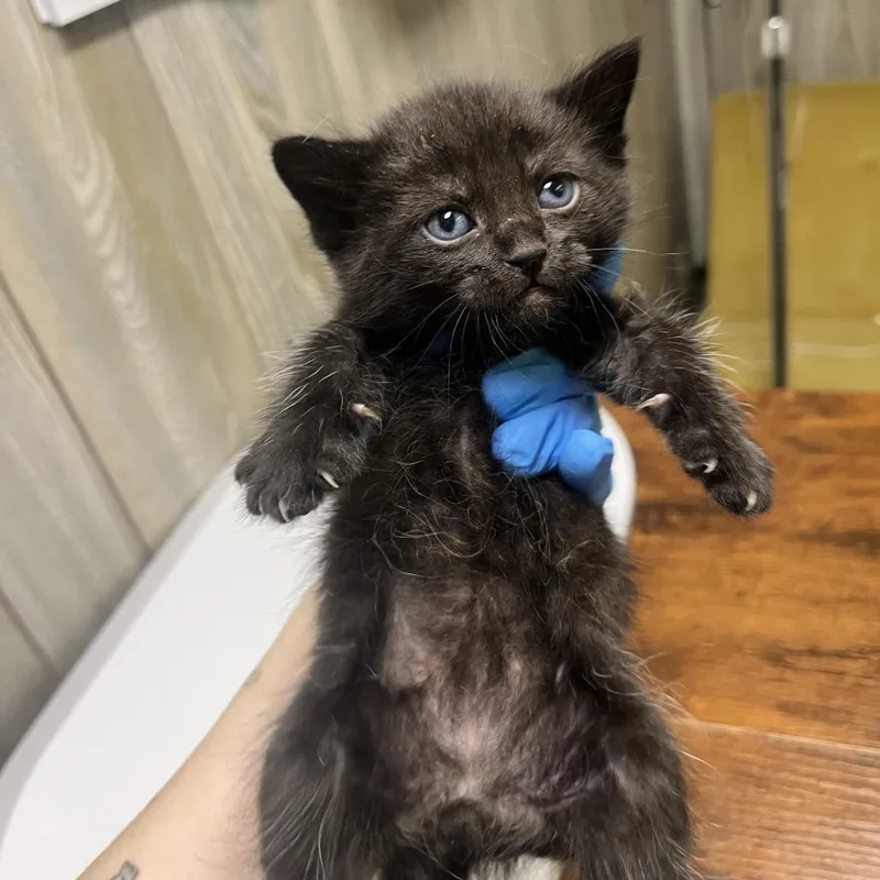 A baby small-sized female Black Domestic Short Hair cat named Gobi for adoption in Spokane, WA