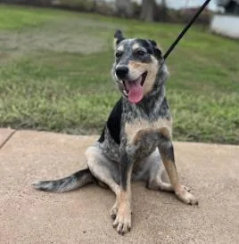 An adult medium-sized female Mixed Breed dog named Fondue for adoption in West Chester, PA