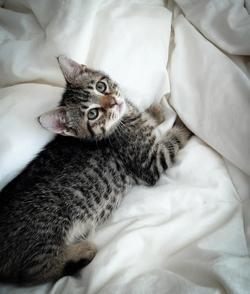 Jack  Jeanie  thumbnail 2