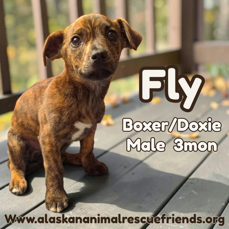 A baby medium-sized male Dachshund dog named Fly for adoption in Anchorage, AK