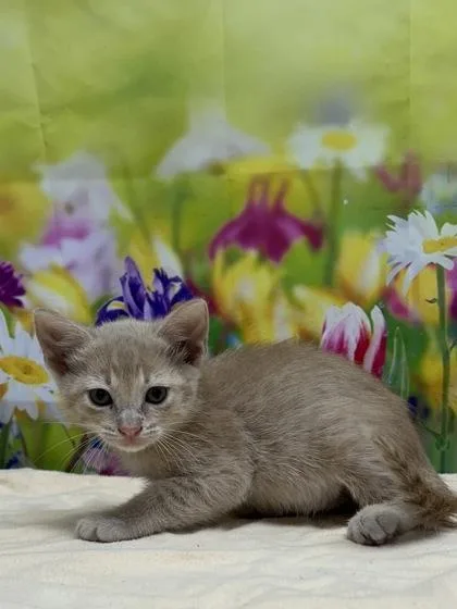 A young small-sized female Domestic Short Hair cat named Stefan for adoption in San Antonio, TX