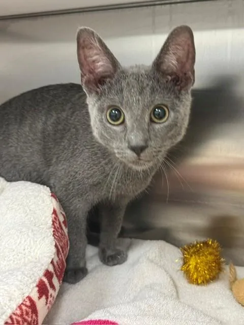 A young small-sized male Domestic Short Hair cat named Sterling for adoption in Naples, FL
