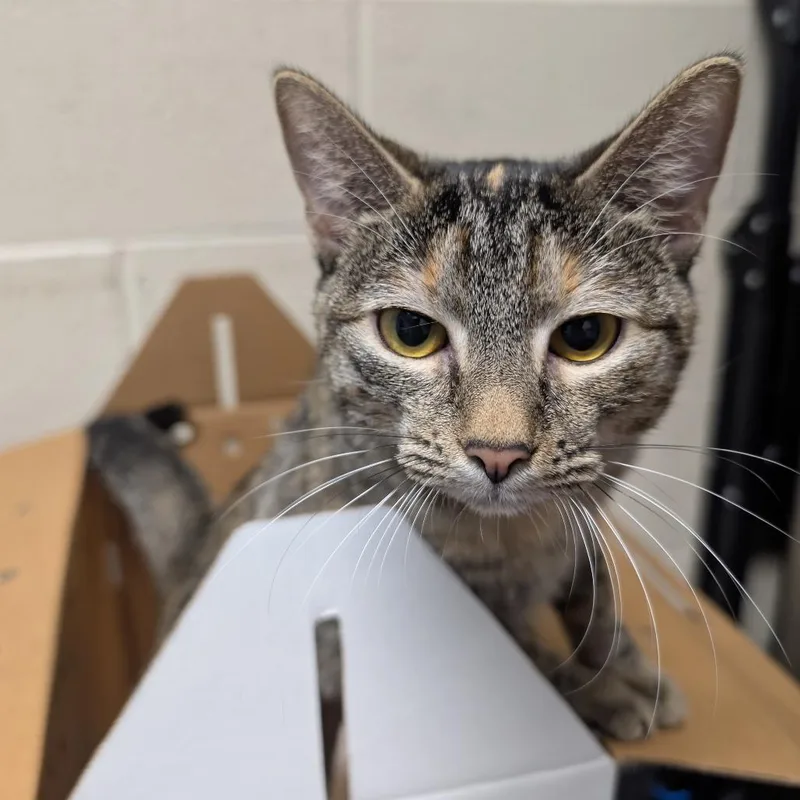 A young medium-sized female Brown / Chocolate Domestic Short Hair cat named Honeybutter for adoption in DeKalb, IL