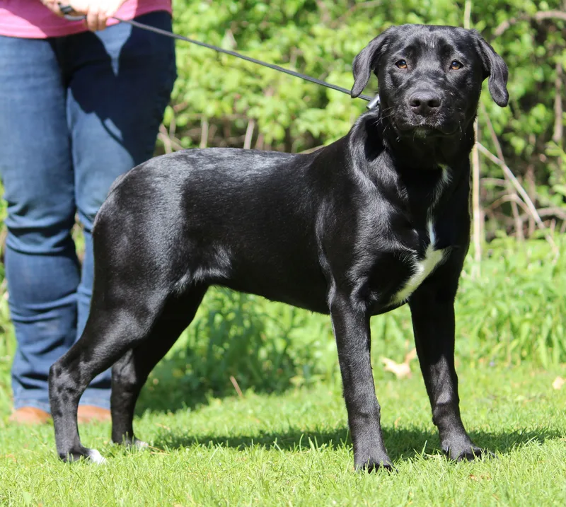 A young medium-sized female Black Labrador Retriever dog named River for adoption in Portage, WI