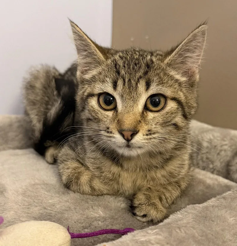 A young medium-sized female Domestic Short Hair cat named Rylee for adoption in Elkins, WV