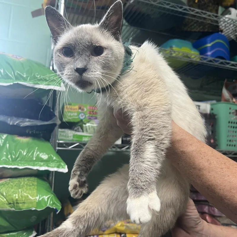 An adult medium-sized male Domestic Short Hair cat named Jasper for adoption in Valley, AL