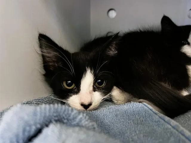 A baby small-sized female Domestic Short Hair cat named Barbara for adoption in Palo Alto, CA