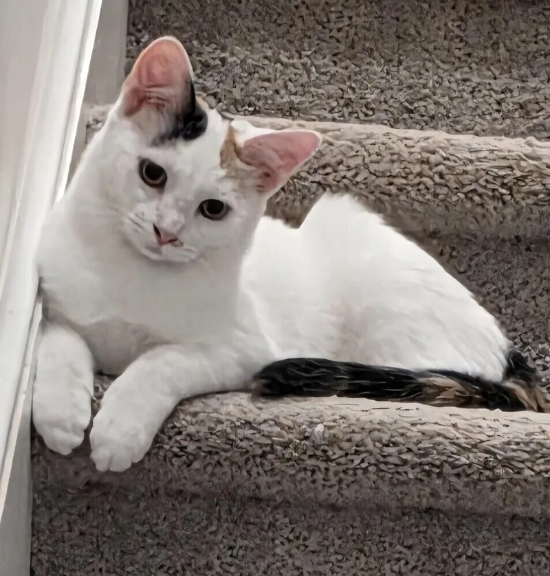 Earthshine thumbnail 3