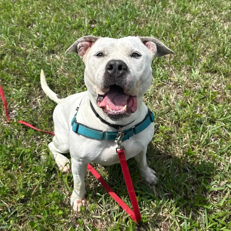 An adult large-sized male White / Cream Mixed Breed dog named Cuba for adoption in Naples, FL