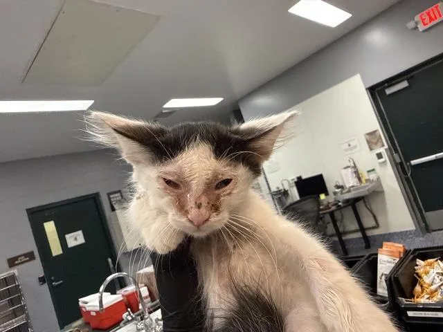 A baby small-sized male Domestic Short Hair cat named A for adoption in Thousand Palms, CA