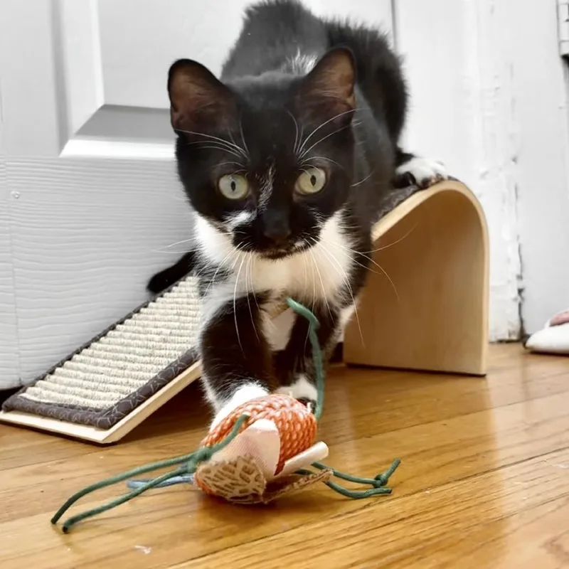 An adult medium-sized female Black & White / Tuxedo Domestic Short Hair cat named Zenyatta for adoption in Evanston, IL