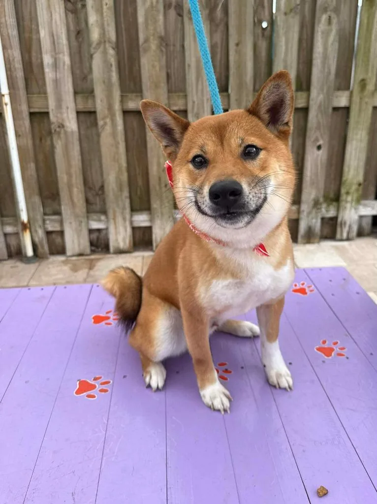 King Clark thumbnail 3