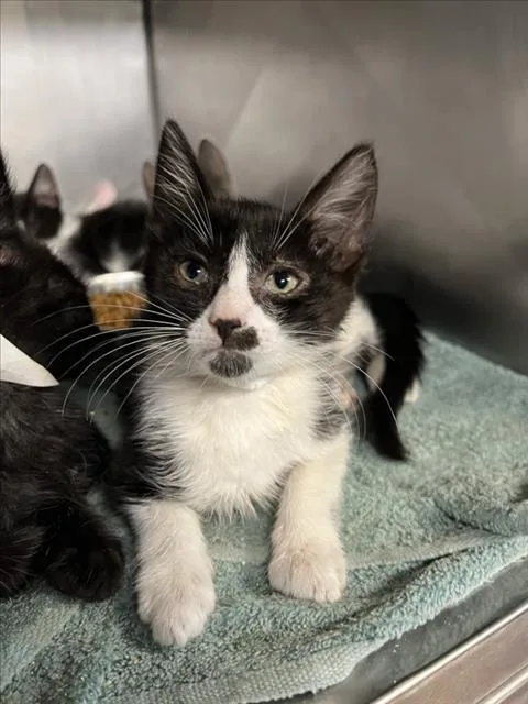 A baby small-sized female Black & White / Tuxedo Domestic Short Hair cat named Maisy for adoption in Woodland, CA