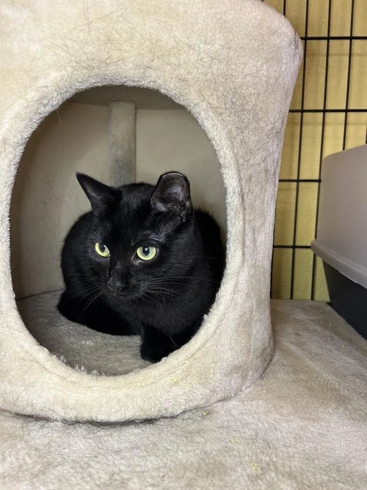 A young small-sized female Domestic Short Hair cat named Pandora for adoption in Temperance, MI