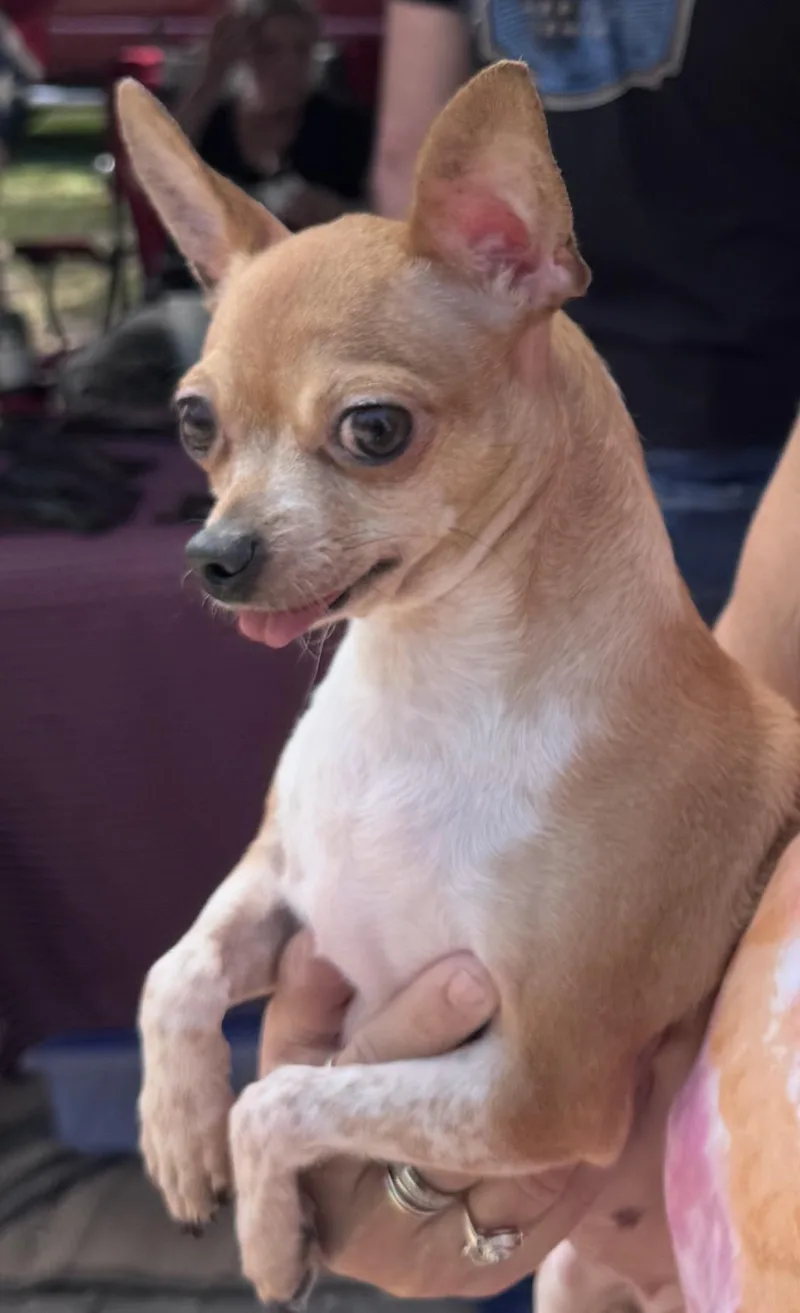 Mel