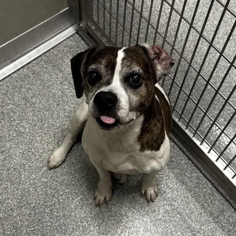 A senior medium-sized male White / Cream Mixed Breed dog named Scrappy for adoption in Hinsdale, IL