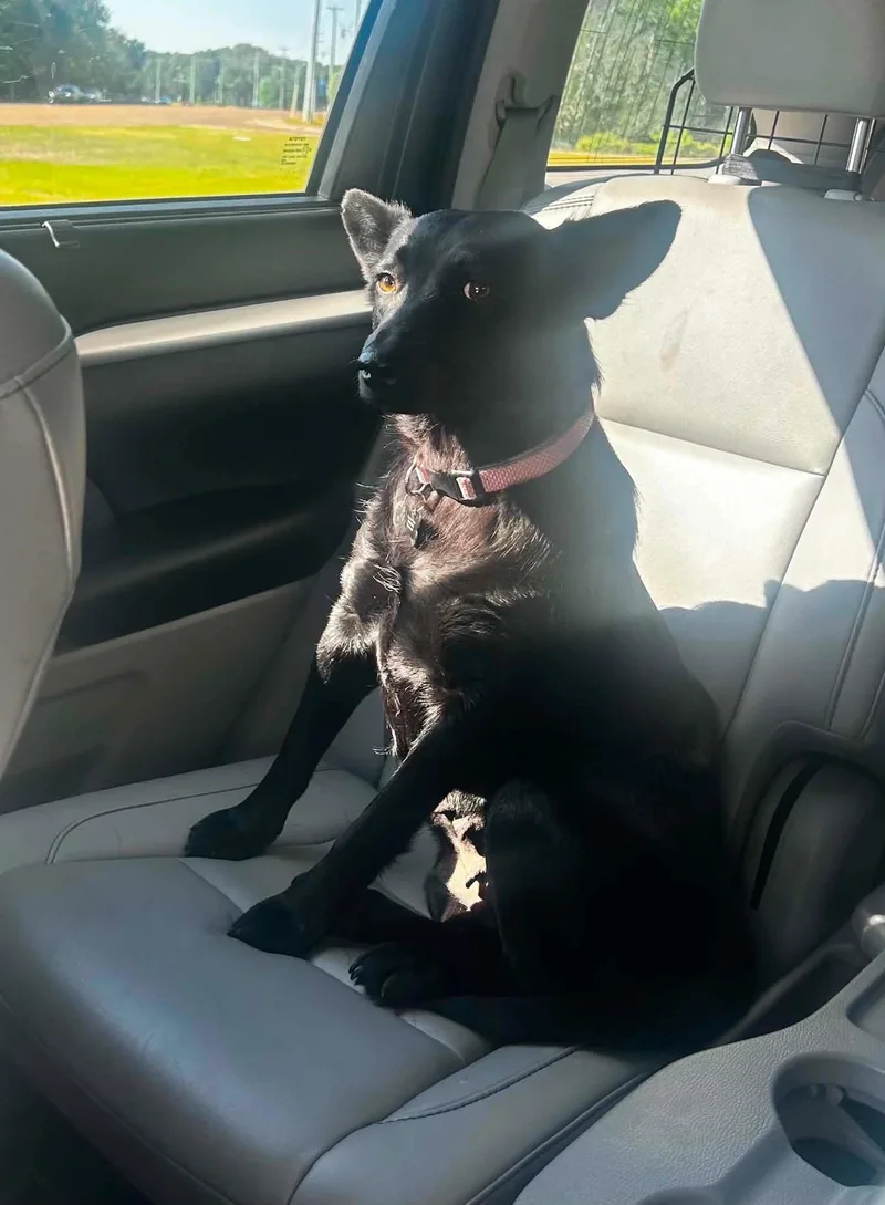 A young medium-sized female Australian Kelpie dog named Jazzy for adoption in Cordova, TN