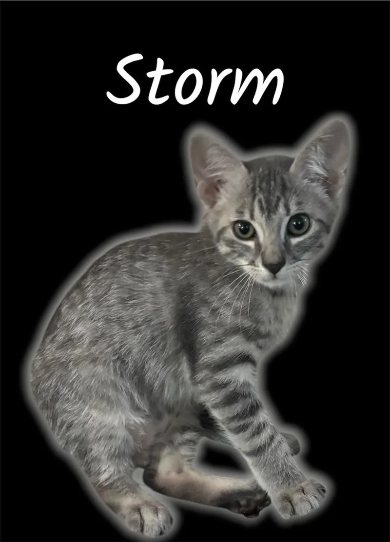 Storm