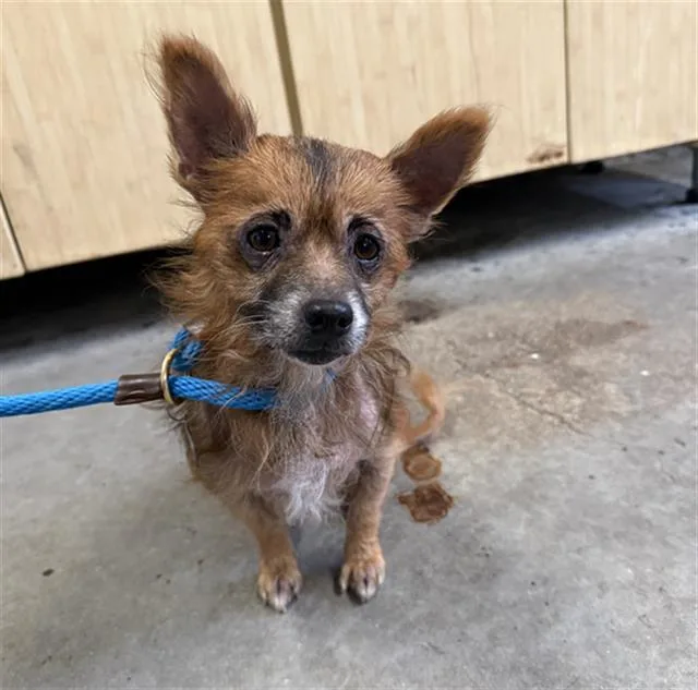 An adult small-sized male Dachshund dog named Teddy for adoption in Camarillo, CA