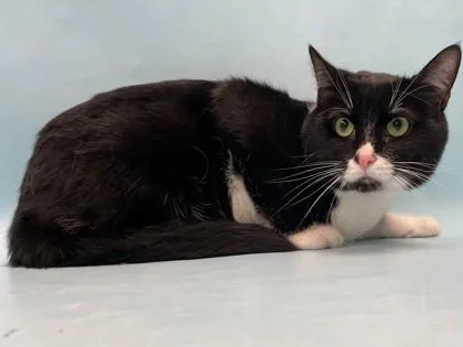 An adult small-sized male Domestic Short Hair cat named Steve for adoption in Coon Rapids, MN