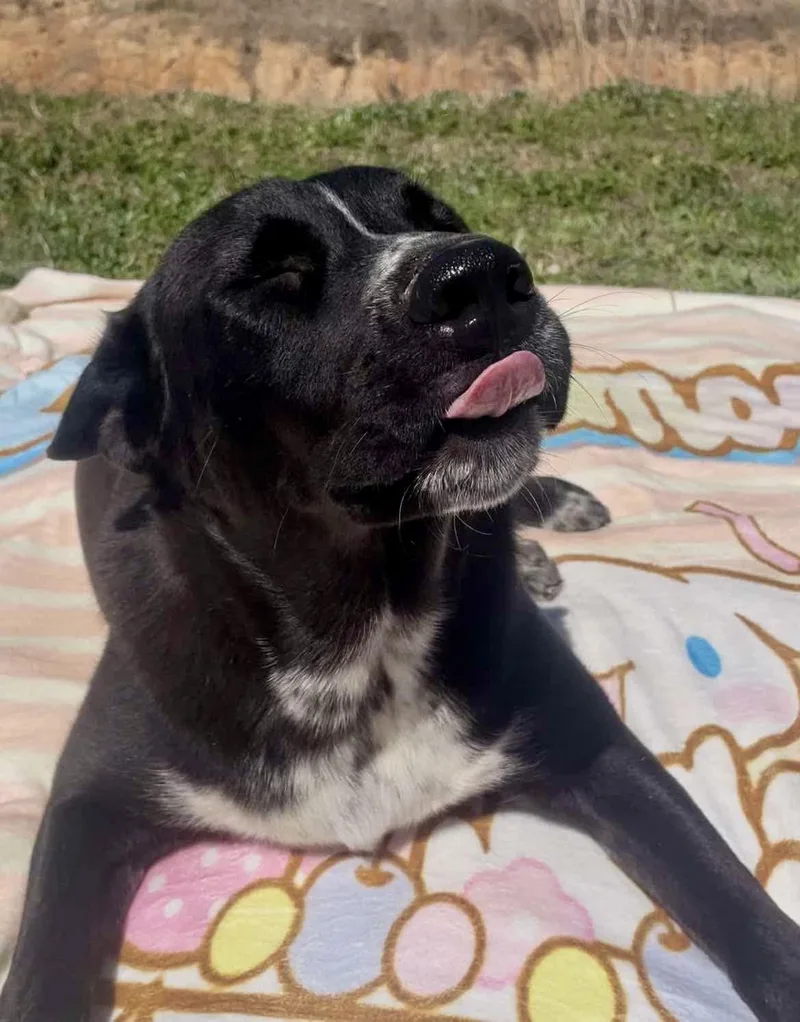 A young large-sized male Black Shepherd dog named Jasper for adoption in Tomball, TX