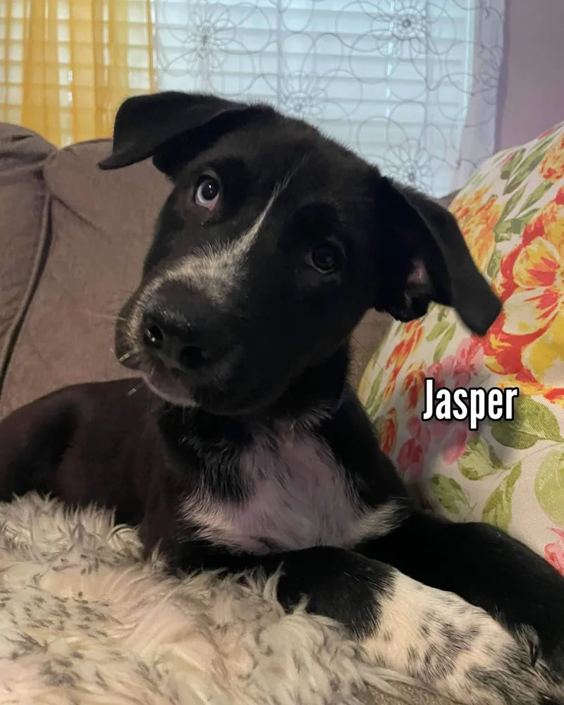 Jasper thumbnail 5