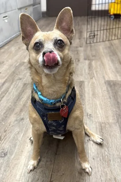 An adult small-sized male Shiba Inu dog named Gabe for adoption in Palm Coast, FL
