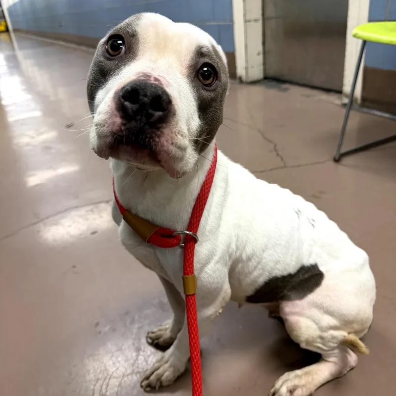 An adult medium-sized female White / Cream Pit Bull Terrier dog named Angel for adoption in Northbrook, IL