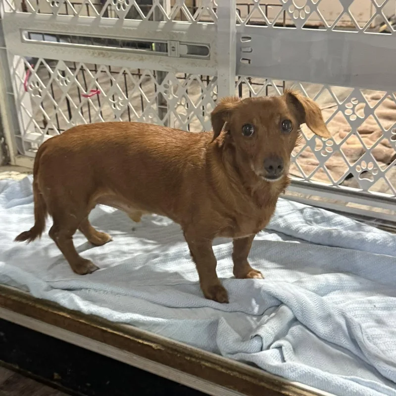 A senior small-sized male Dachshund dog named Homer for adoption in Alma, MI
