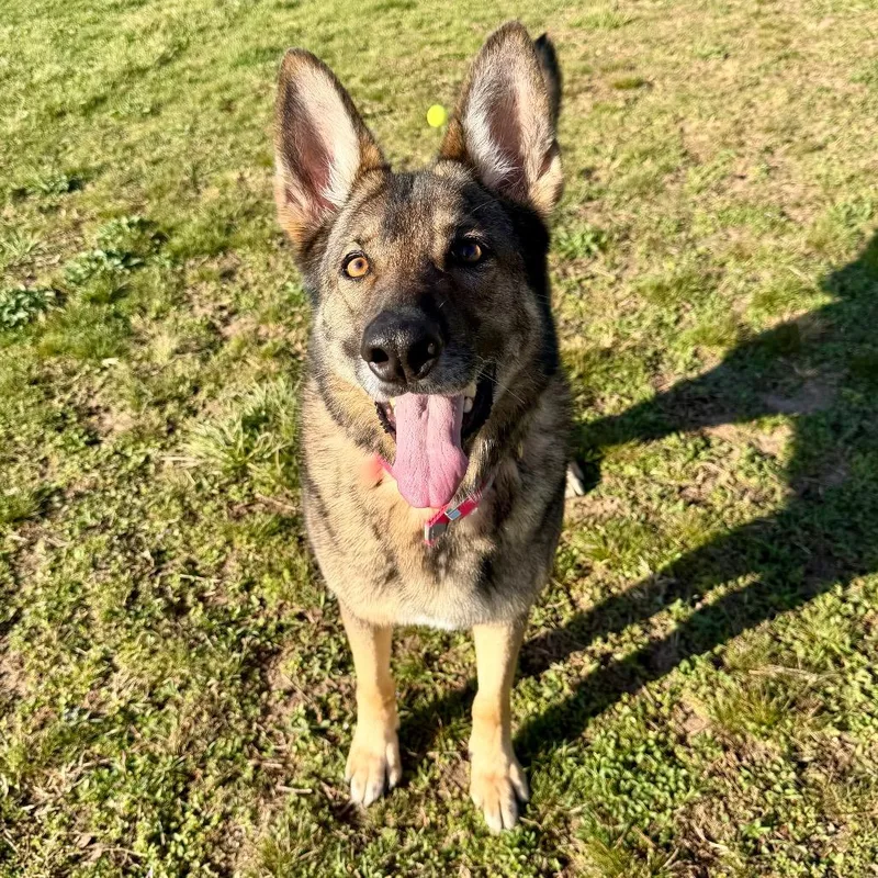 Furie  Missouri Mr thumbnail 2