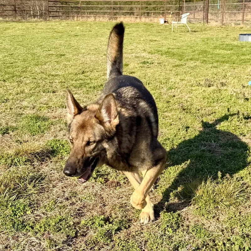 Furie  Missouri Mr thumbnail 5