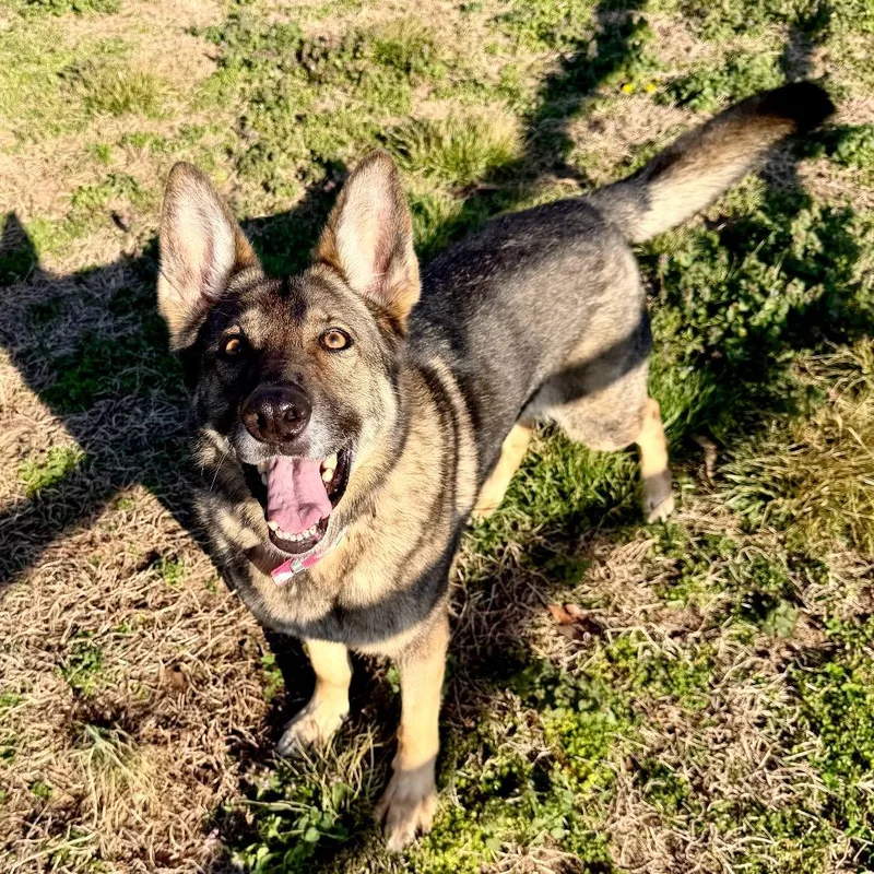 Furie  Missouri Mr thumbnail 6