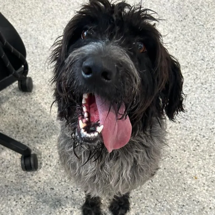 An adult medium-sized male Black Labradoodle dog named Buddy for adoption in Carlyle, IL