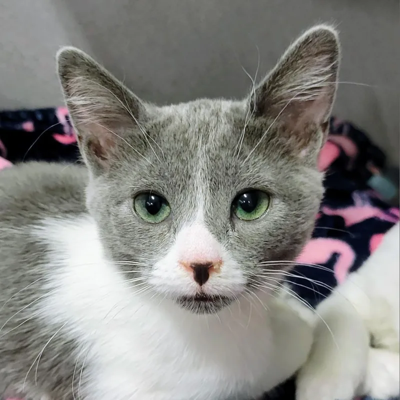 An adult medium-sized female Gray / Blue / Silver Domestic Short Hair cat named Alice for adoption in Sheridan, WY