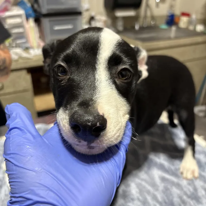 A baby small-sized female Black Mixed Breed dog named Aberdeen for adoption in Pensacola, FL