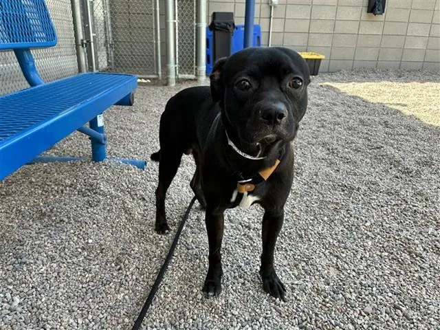 A young medium-sized male Boxer dog named Noah for adoption in Mesa, AZ