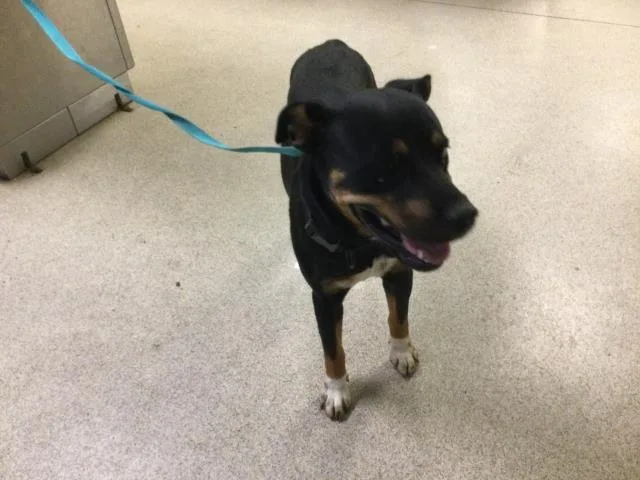 A young medium-sized female Rottweiler dog named Bubbles for adoption in Riverside, CA