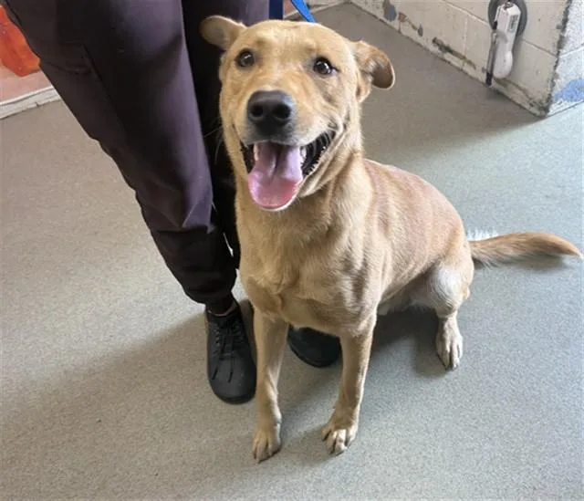 A young large-sized male German Shepherd Dog dog named Caramelo for adoption in San Bernardino, CA