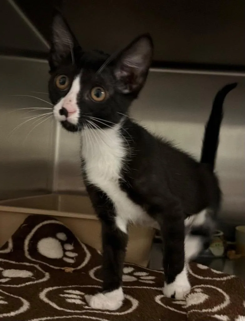 A baby small-sized female Domestic Short Hair cat named Lyra for adoption in Ocala, FL
