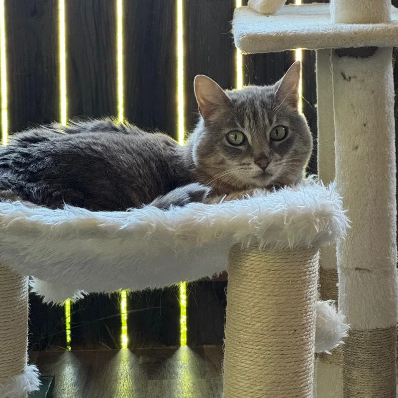 A senior medium-sized female Gray / Blue / Silver Domestic Short Hair cat named Baker for adoption in Port Angeles, WA