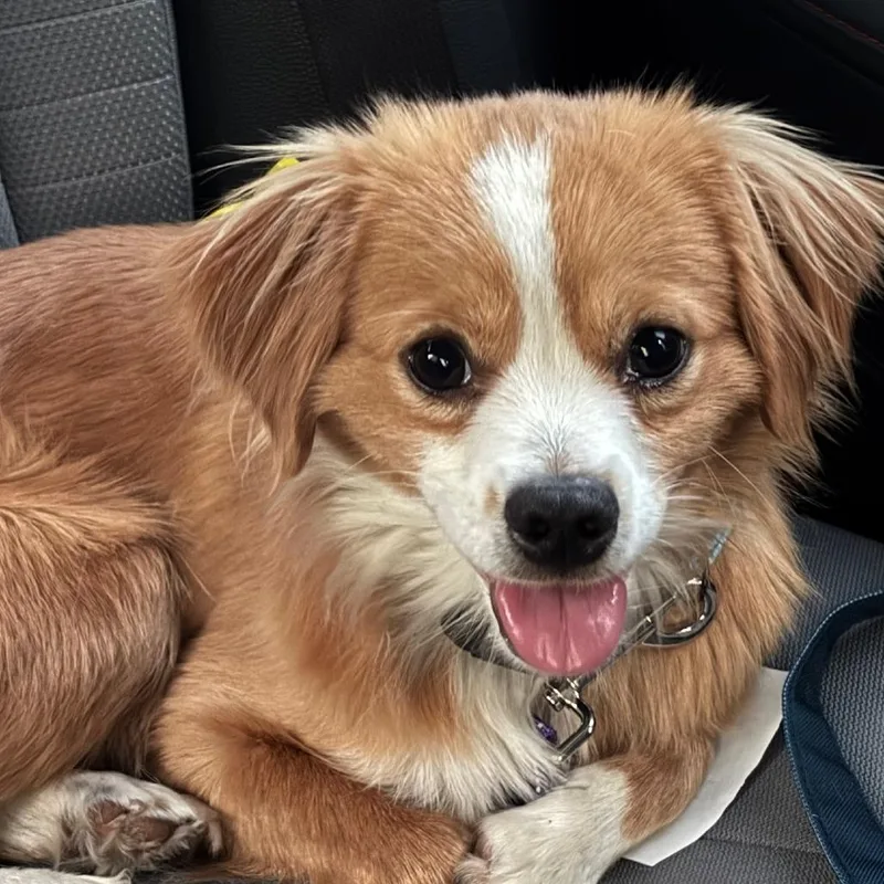 A young small-sized male Yellow / Tan / Blond / Fawn Mixed Breed dog named Finn for adoption in San Francisco, CA